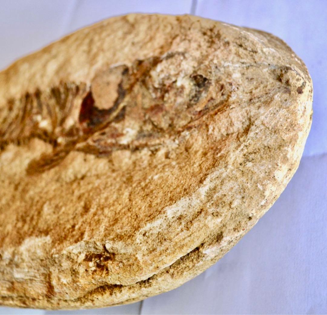 ブラジル・セアラ州産、一億数千万年前の獰猛な絶滅古代魚、ヴィンクティフェルの化石