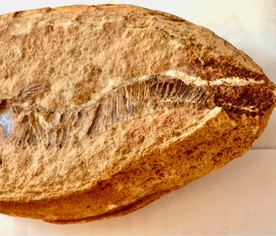 ブラジル・セアラ州産、一億数千万年前の獰猛な絶滅古代魚、ヴィンクティフェルの化石