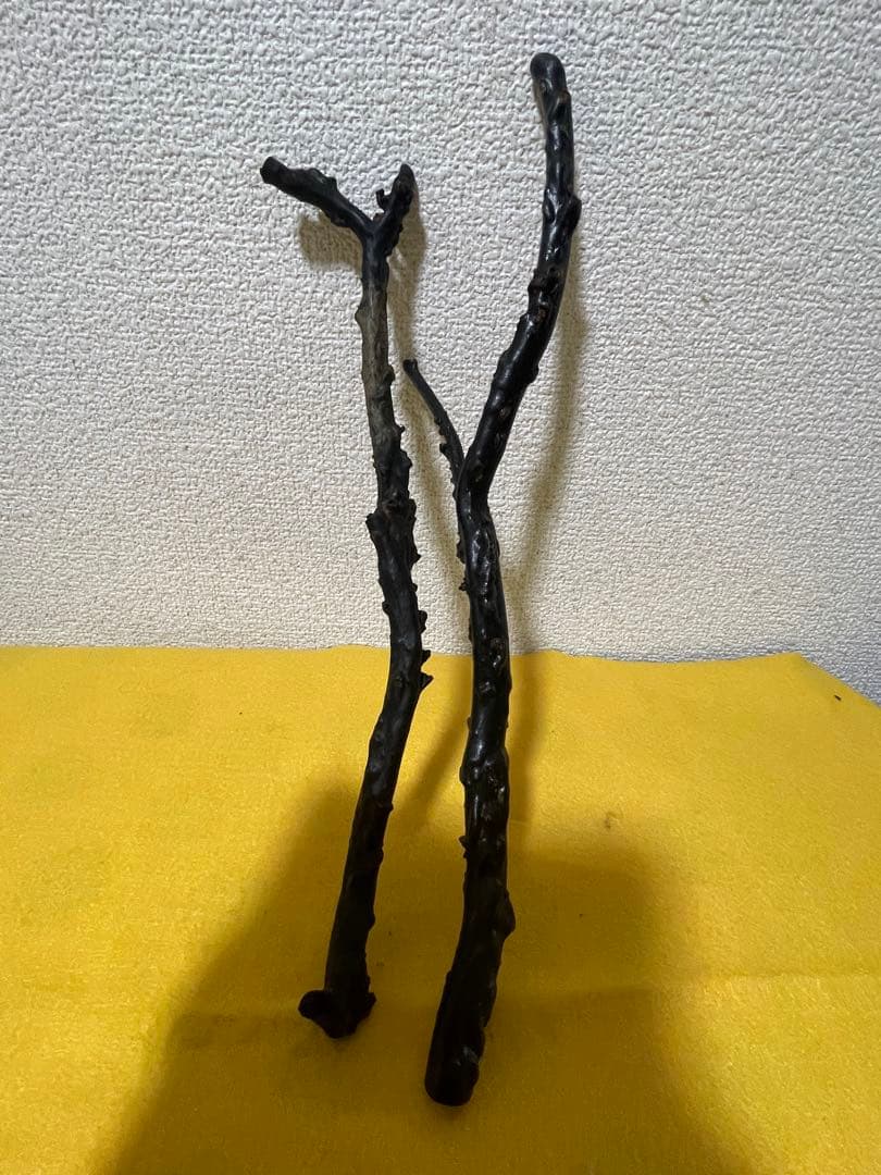 黒珊瑚　深海松　原木