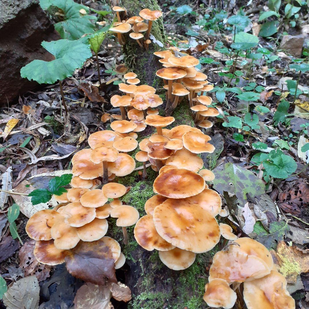 秋田県産 天然きのこ 10種類 MIX 塩漬け