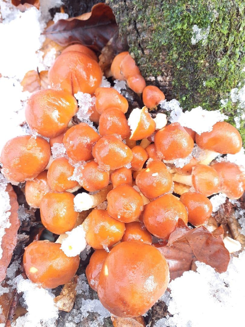 秋田県産 天然きのこ 10種類 MIX 塩漬け