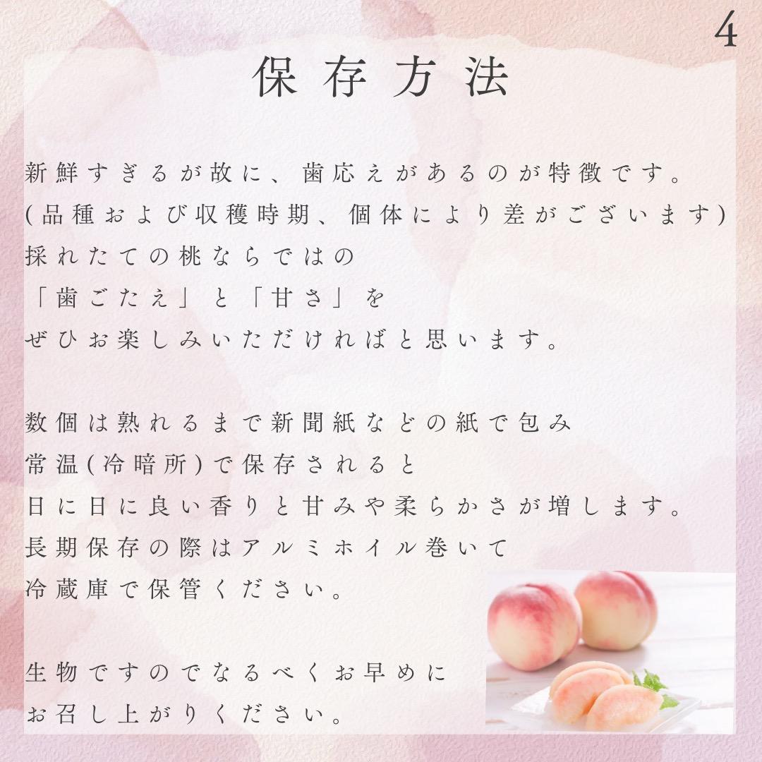 自宅用【幸茜10kg 約24-36個】