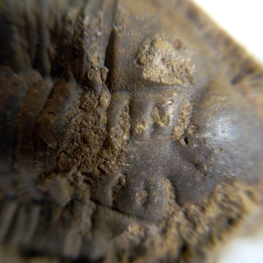 三葉虫　化石　三葉虫化石　究極のレトロ　fossil　ボリビア産　化石管理番号③