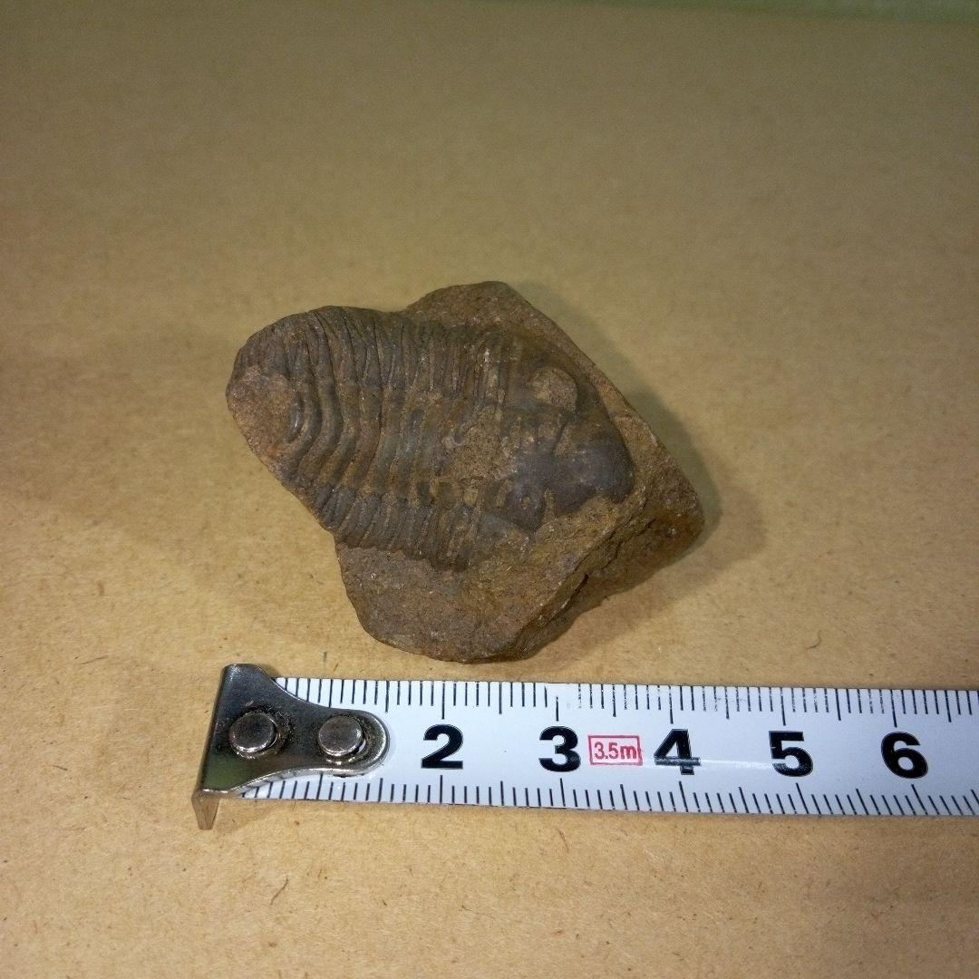 三葉虫　化石　三葉虫化石　究極のレトロ　fossil　ボリビア産　化石管理番号③