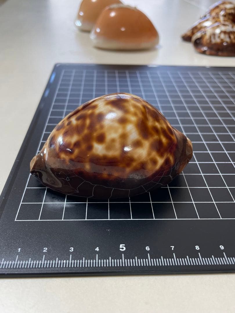 ベッコウダカラ　標本　貝殻