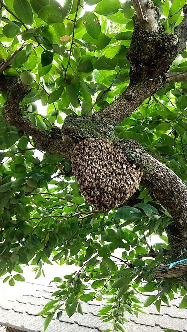 ニホンミツバチの百花蜜　天然ハチミツ　1150グラム　2本セット