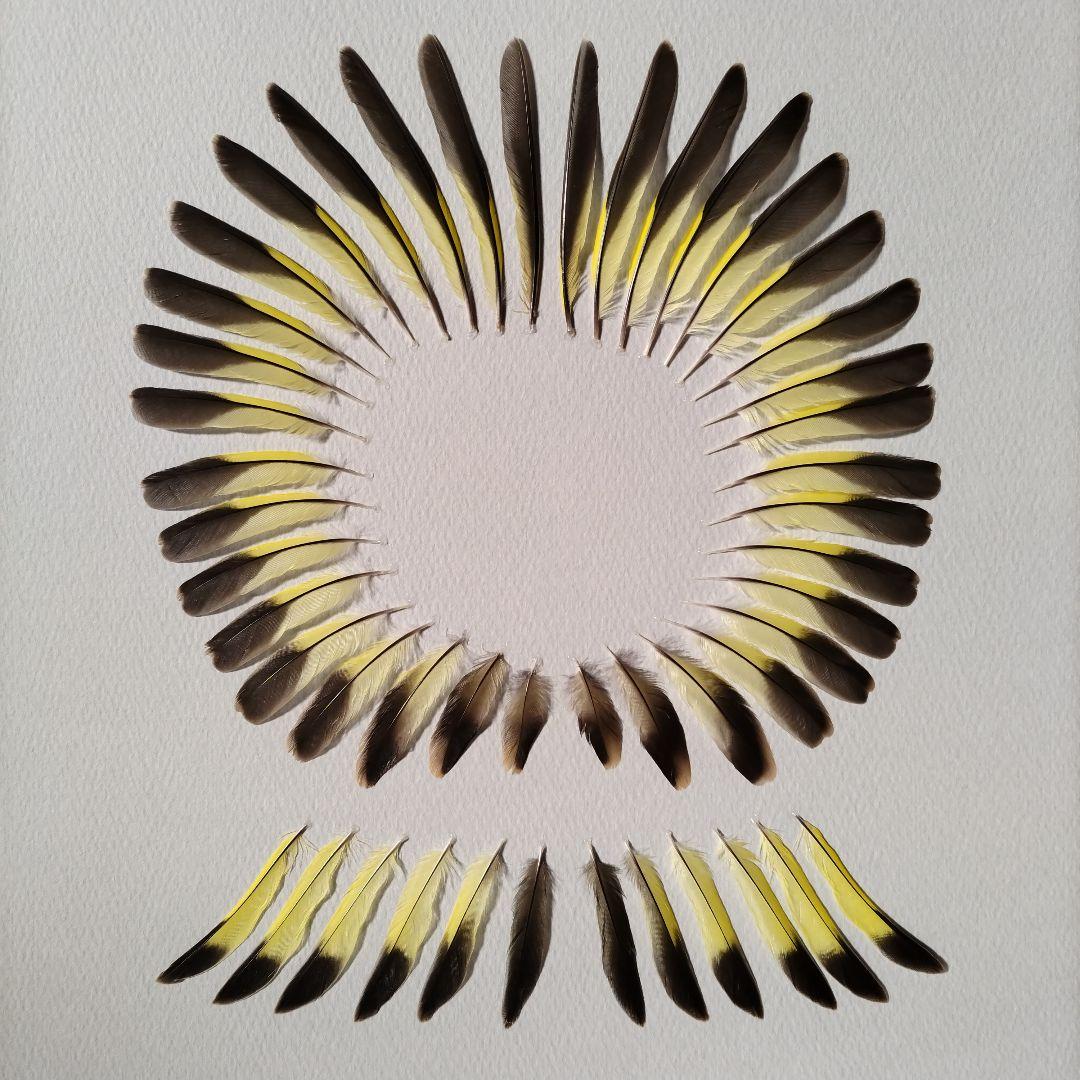 【匿名配送】カワラヒワ 羽根 アートフレーム