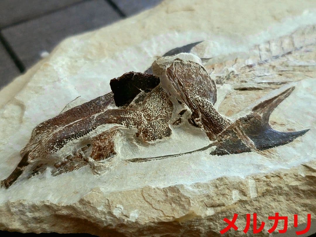 3D！魚類化石【Coccodus insignis】(crusher fish)