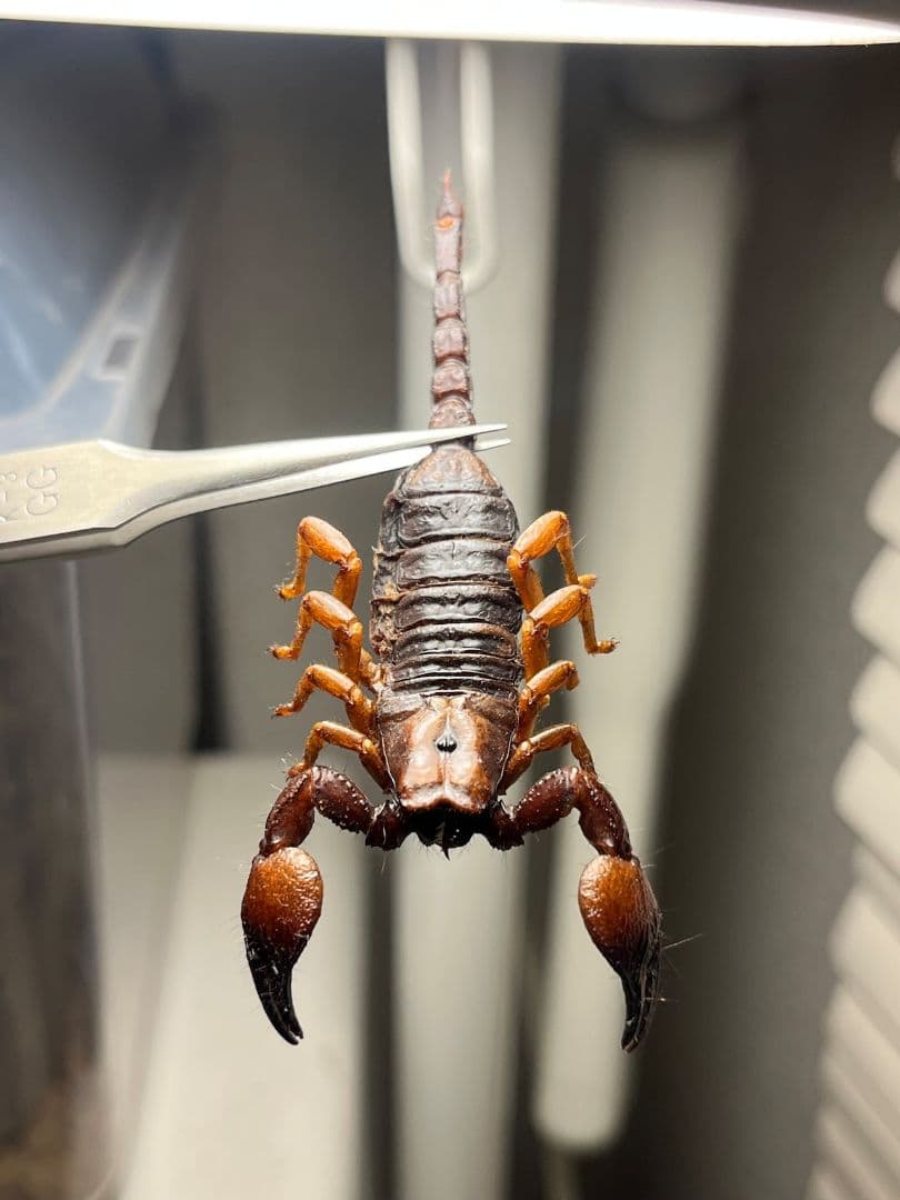 【B品】オレンジクロウスコーピオン　サソリ　標本　昆虫　昆虫標本　奇蟲