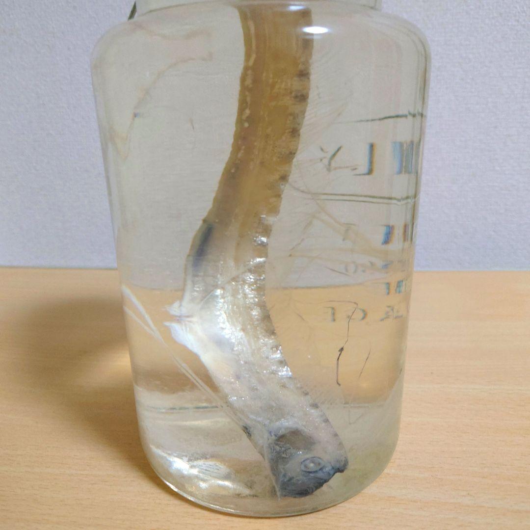 【激レア】リュウグウノツカイ 液浸標本