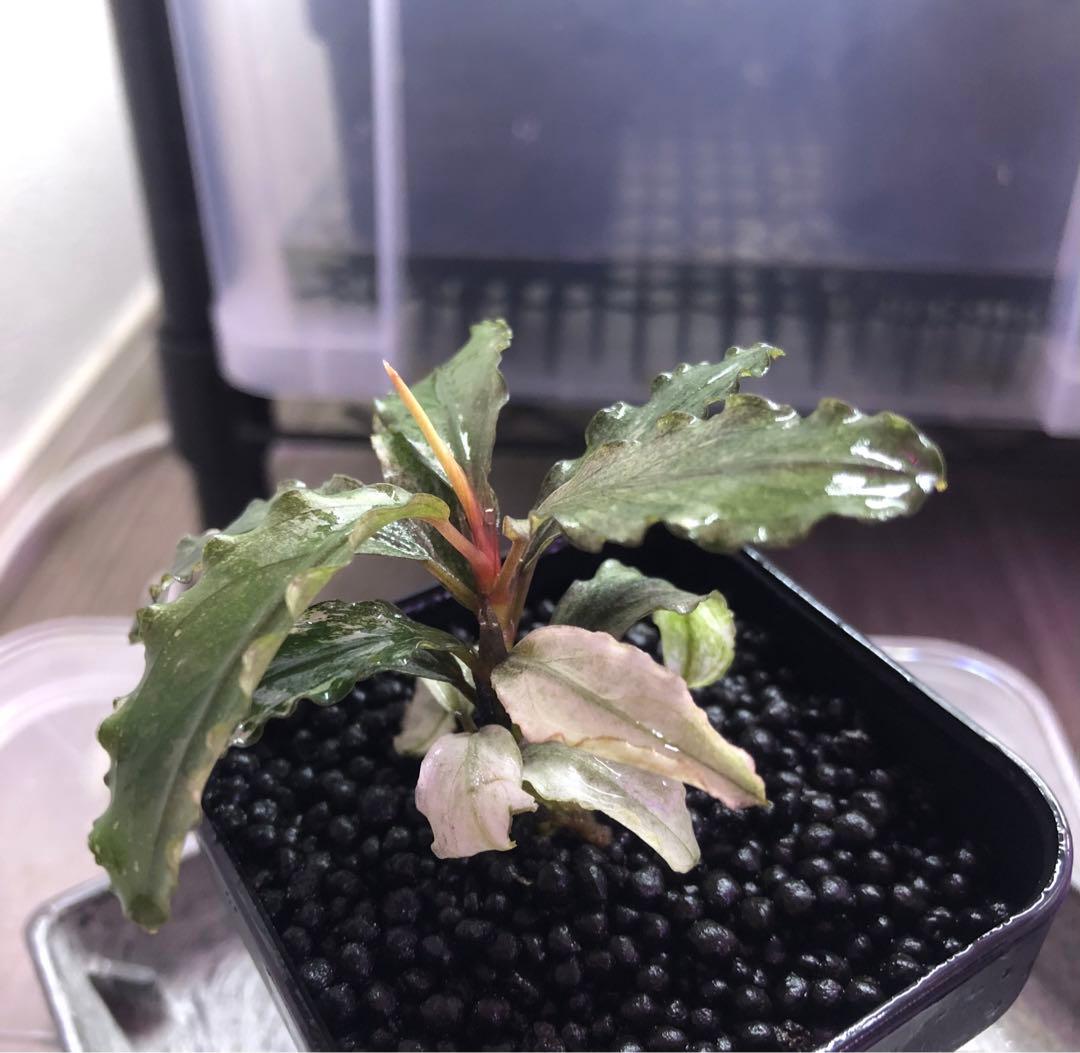 陰性水草の王様的存在Pink Variegata +ティアブルー