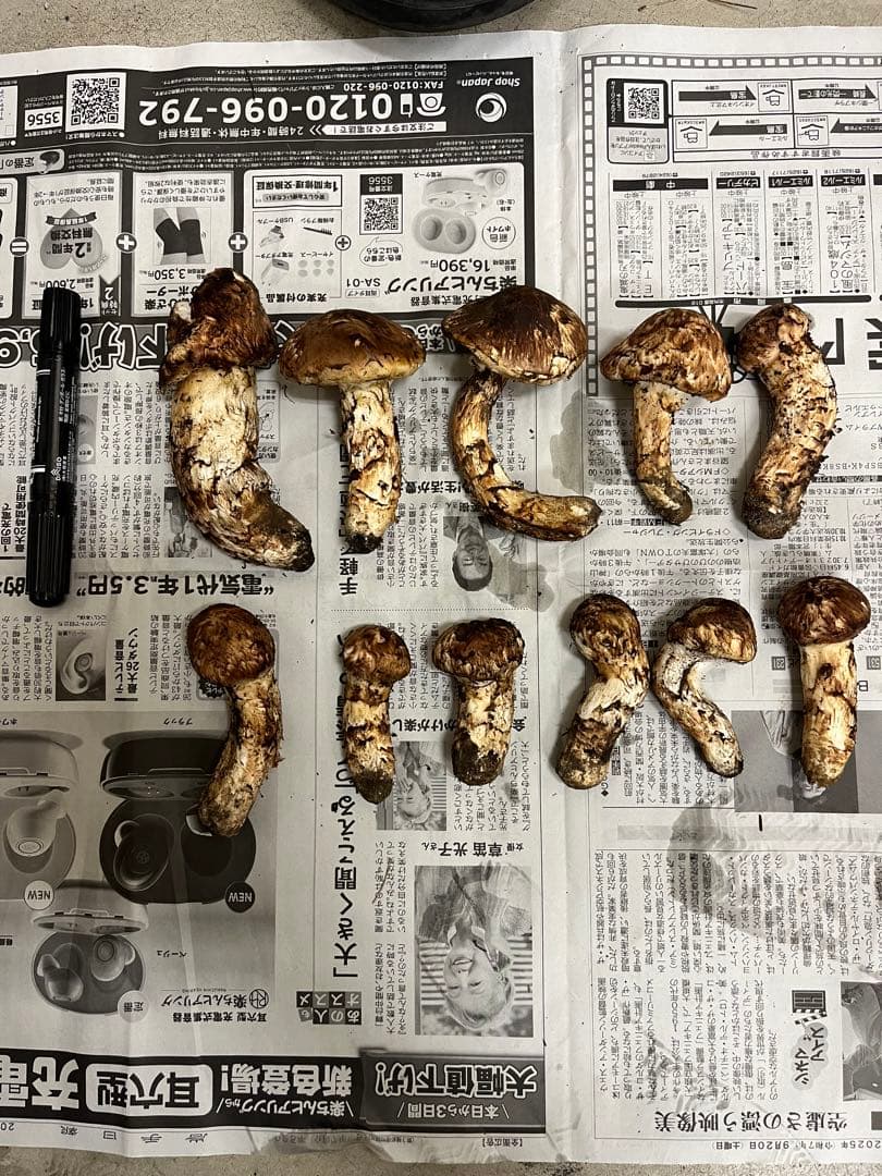 岩手県産松茸　今期最終