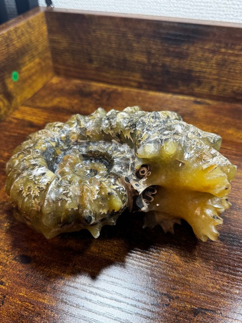 マダガスカル産 アンモナイト 化石 鉱物標本