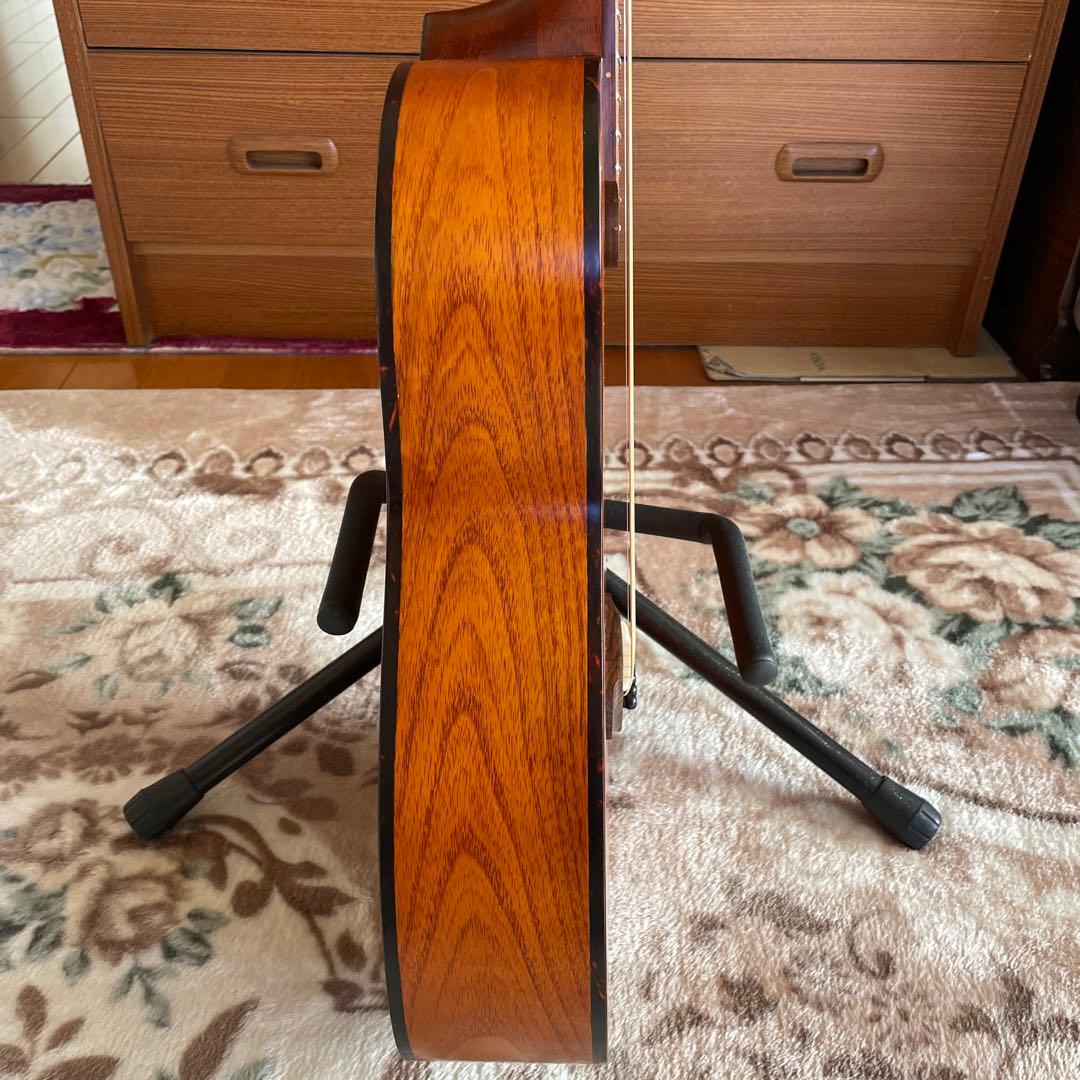 ❗️希少❗️Kヤイリノツクタウ　アカシアAN