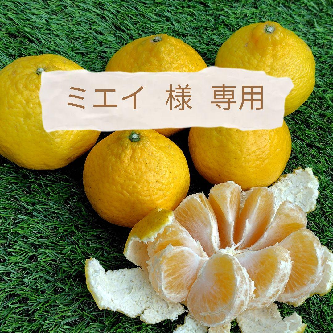 ミエイ【愛媛県産】媛小春　家庭用 １５kg