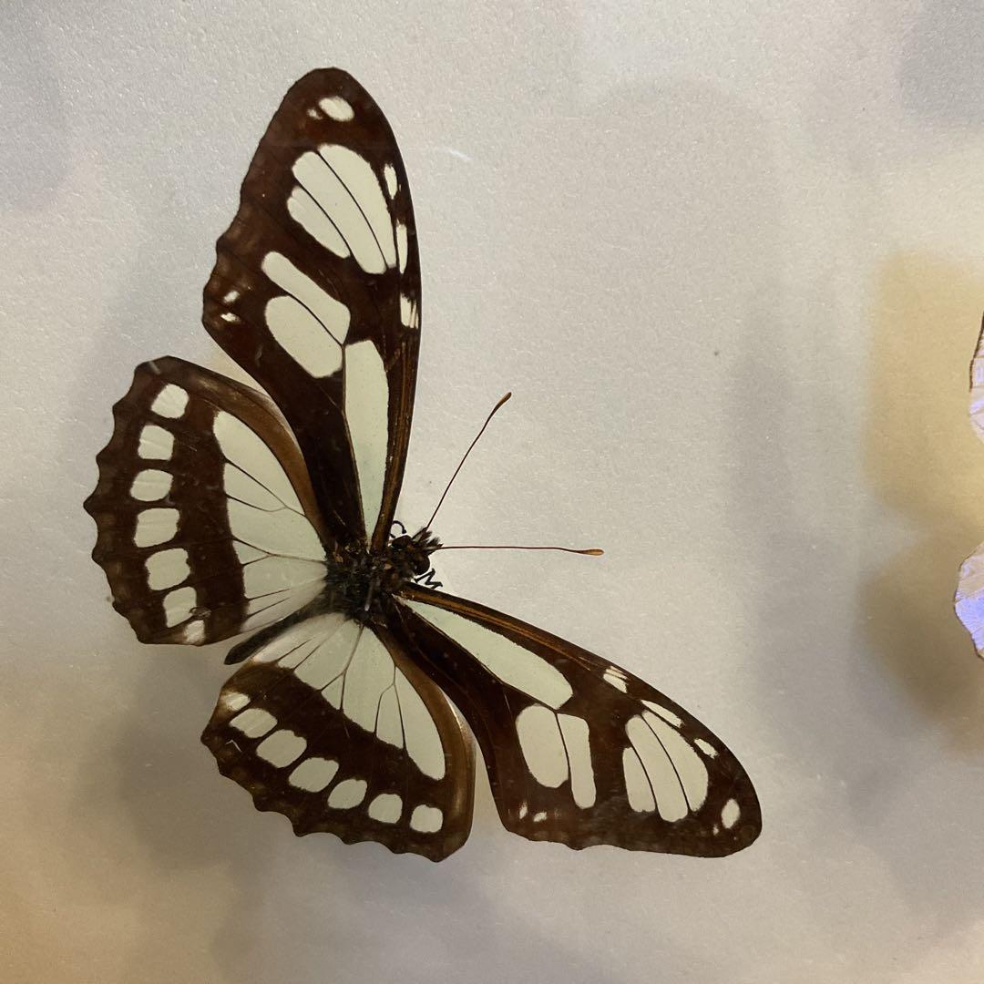 蝶標本11匹セット