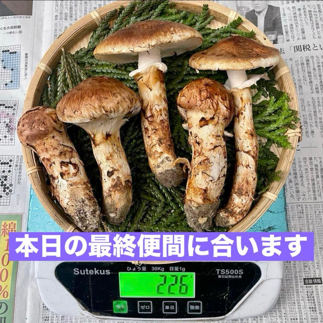 天然きのこ 松茸 国産 マツタケ まつたけ 大自然の凛さん採取その174