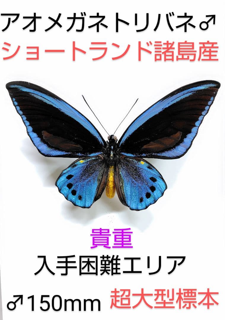 アオメガネトリバネアゲハ♂★ショートランド諸島★ 150mm 稀産地・超大型標本