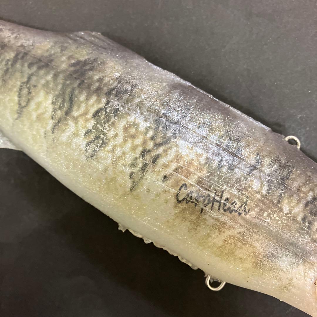 【激レア】　シグナル　カープヘッド　スモールマウス　生カラー