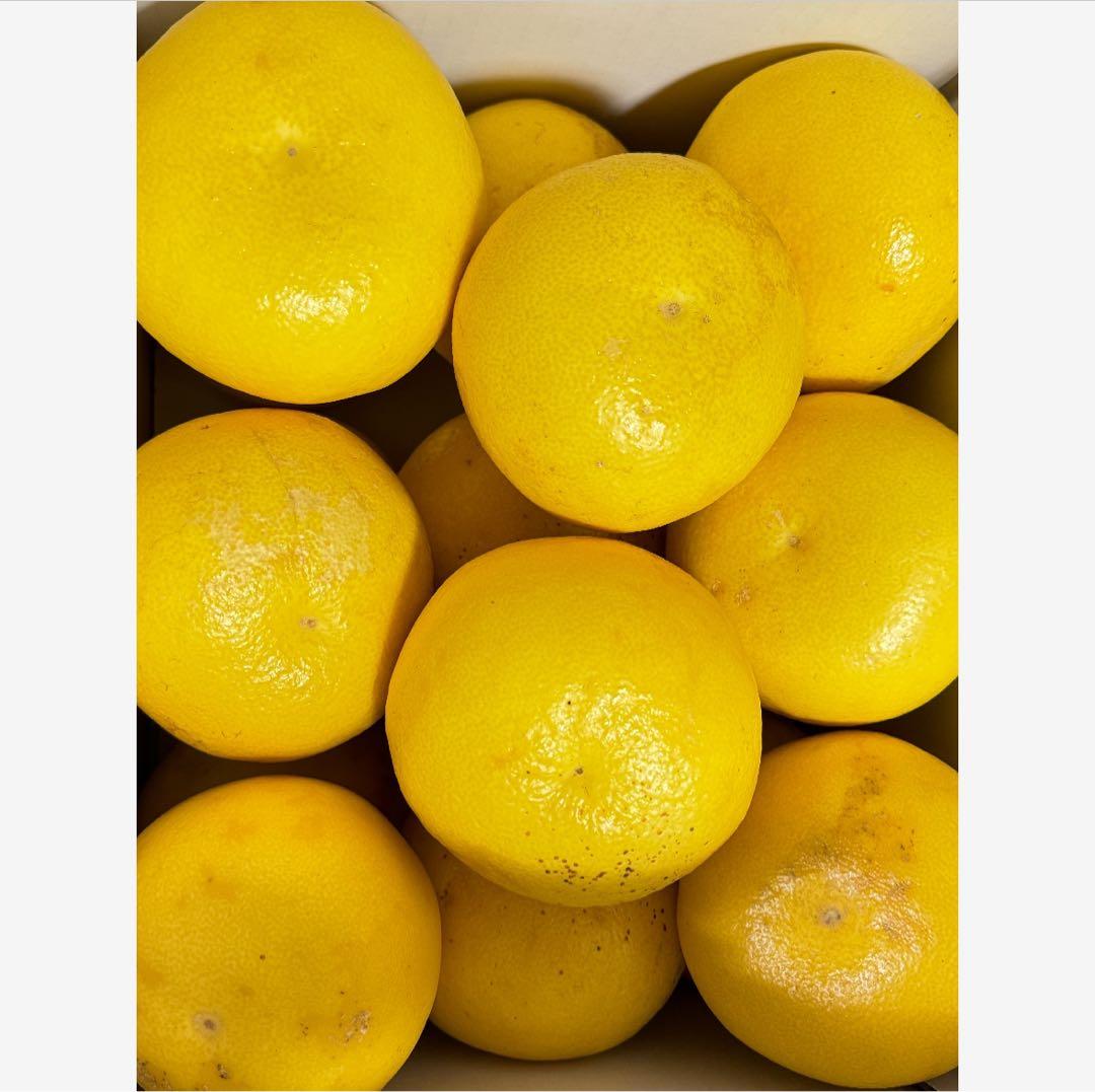 37高知特産 露地栽培 土佐文旦 3L4L文旦 約20kg 大玉 サイズ