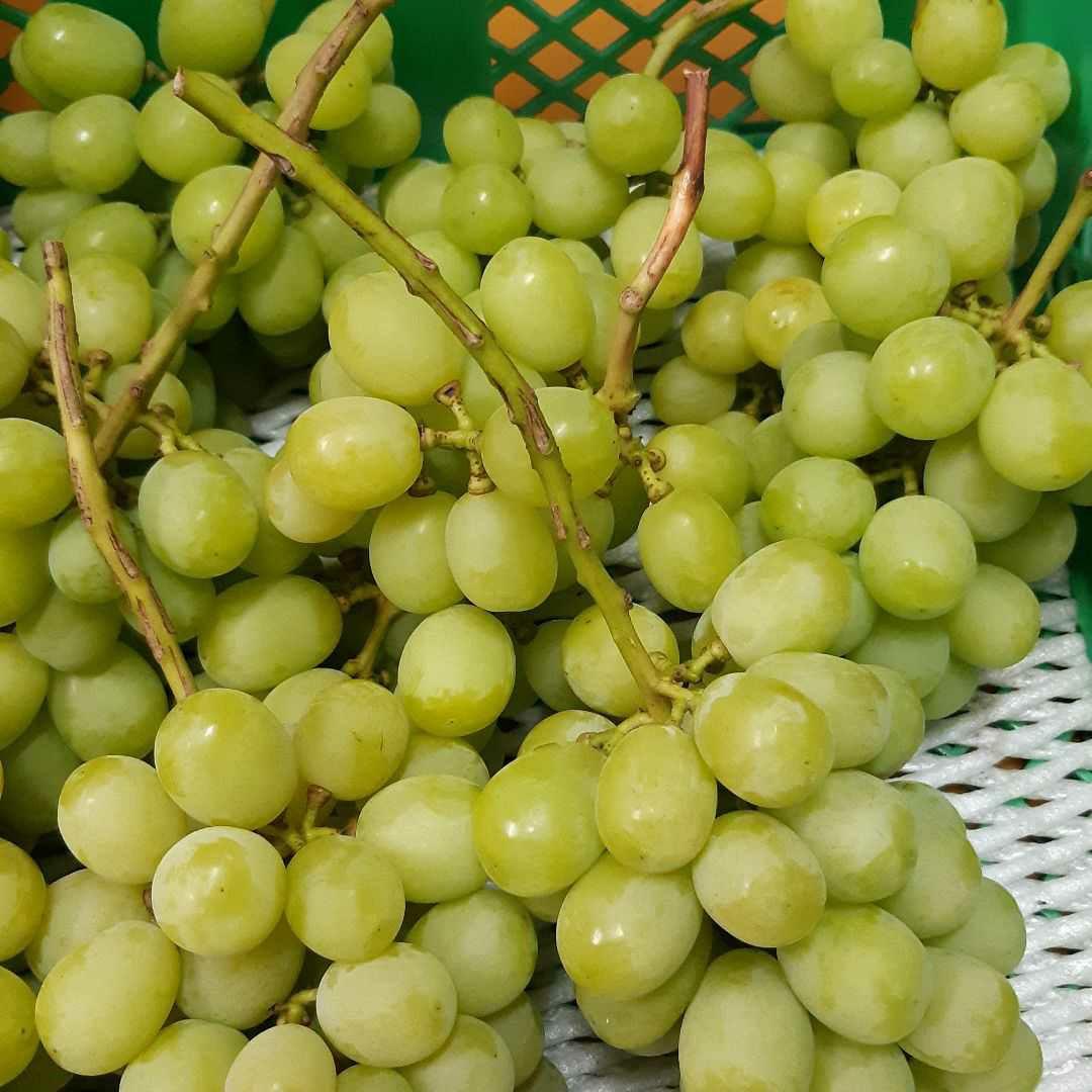 シャインマスカットの、家庭用房5キロ入りになります。房数はお任せになります。