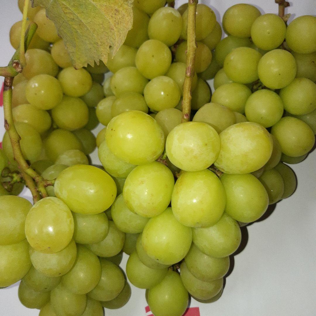 シャインマスカットの、家庭用房5キロ入りになります。房数はお任せになります。