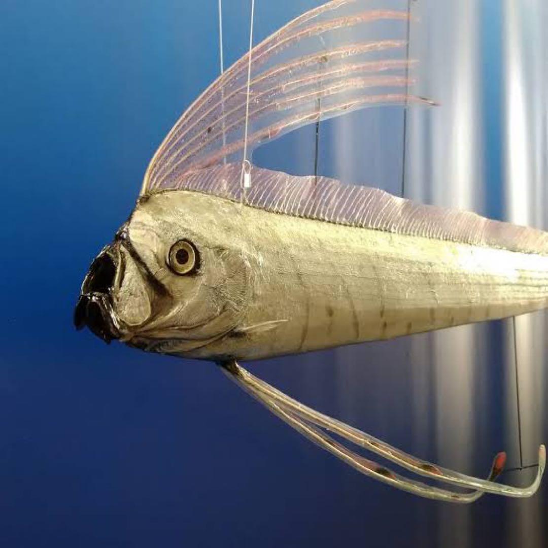 ディギ　リュウグウノツカイ