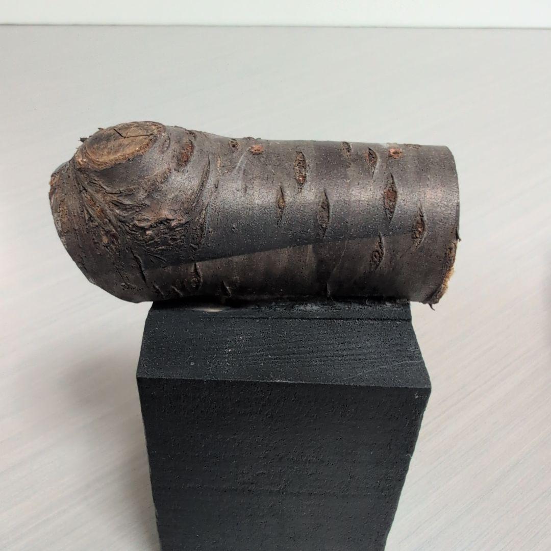 「コノハズク」　リアルバードカービング 木彫りの野鳥　野鳥彫刻