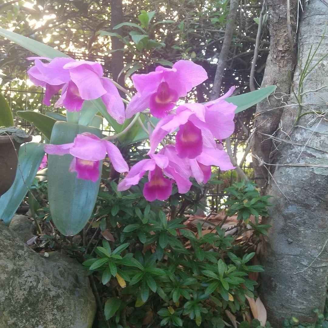 【唐津焼】丼鉢　中川恭平