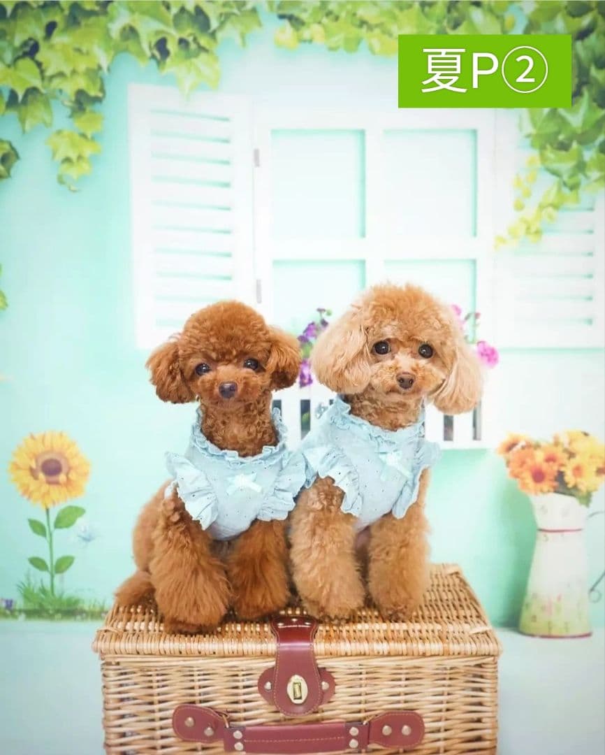 背景布【屋内V】ニューボーンフォト、ペット、ドール撮影用　空　薔薇　気球　雲　窓