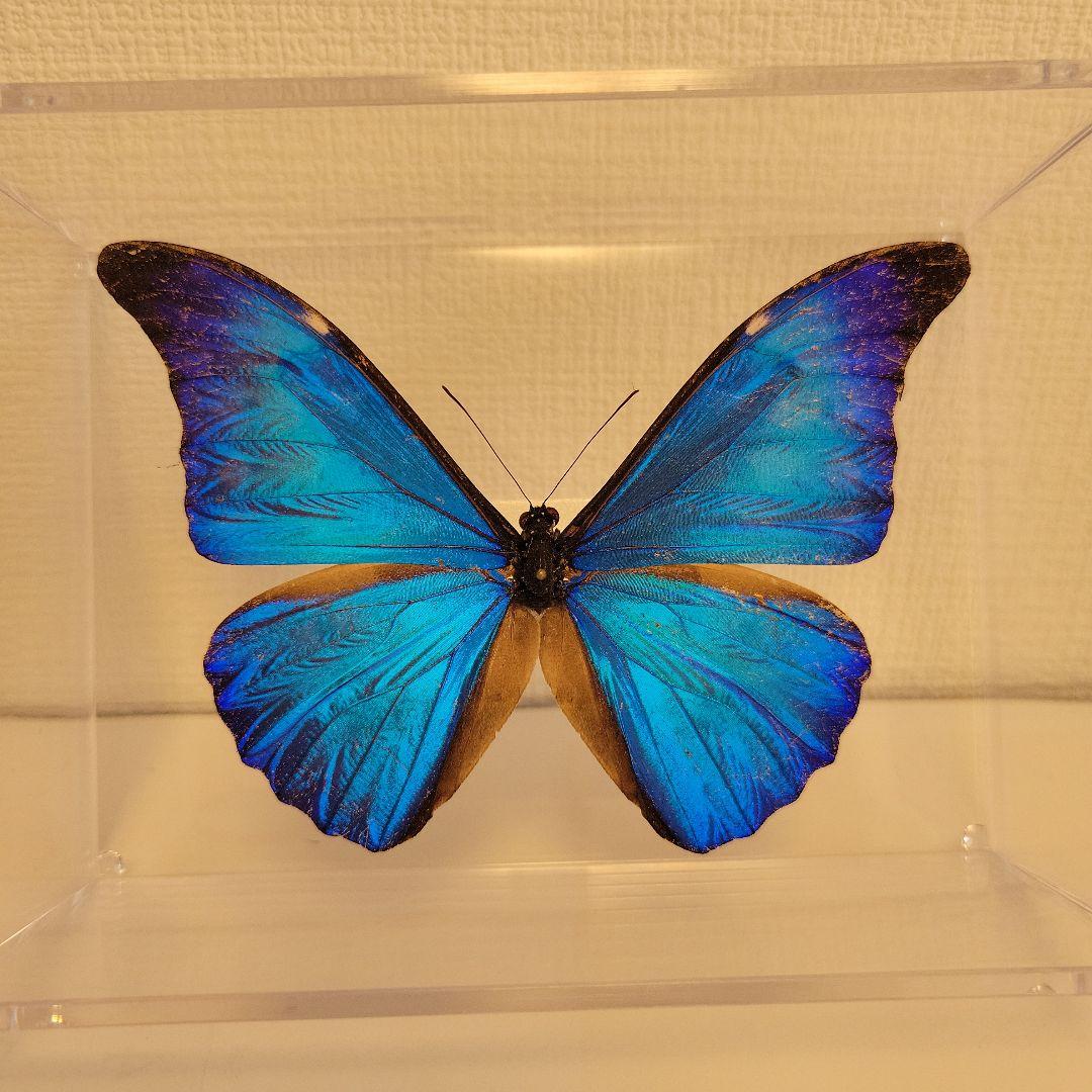 蝶の標本　熱帯ジャングルを舞う宝石(特珍)