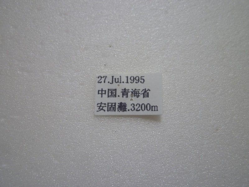 【外国産蝶標本】オオアカボシウスバ♂/青海省.安固灘産/56.1mm