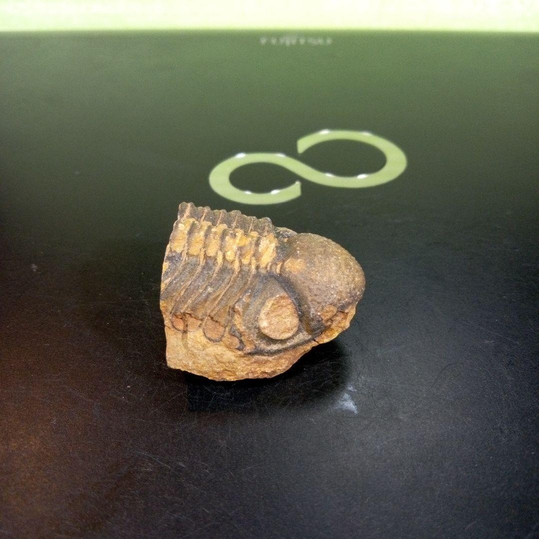 三葉虫　化石　fossil　ボリビア産　トライロバイト　三葉虫個体⑨