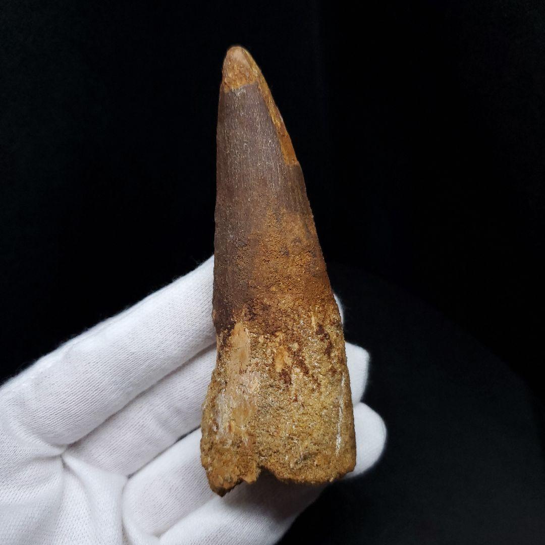 美品 スピノサウルス 本物 モロッコ産 90.98mm sp438