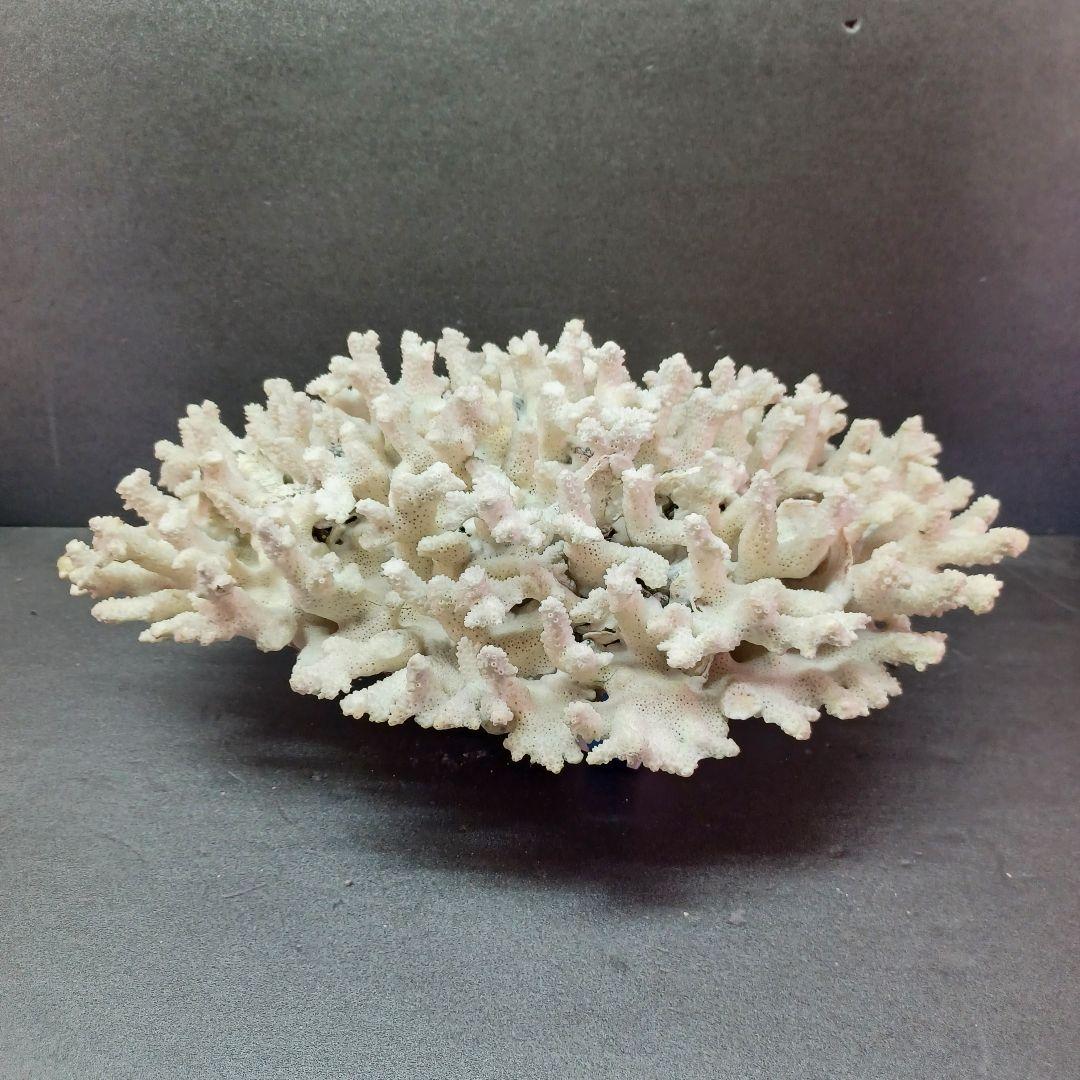 MURANO Salviati ムラノ サルヴィアーティ レース プレート 大皿