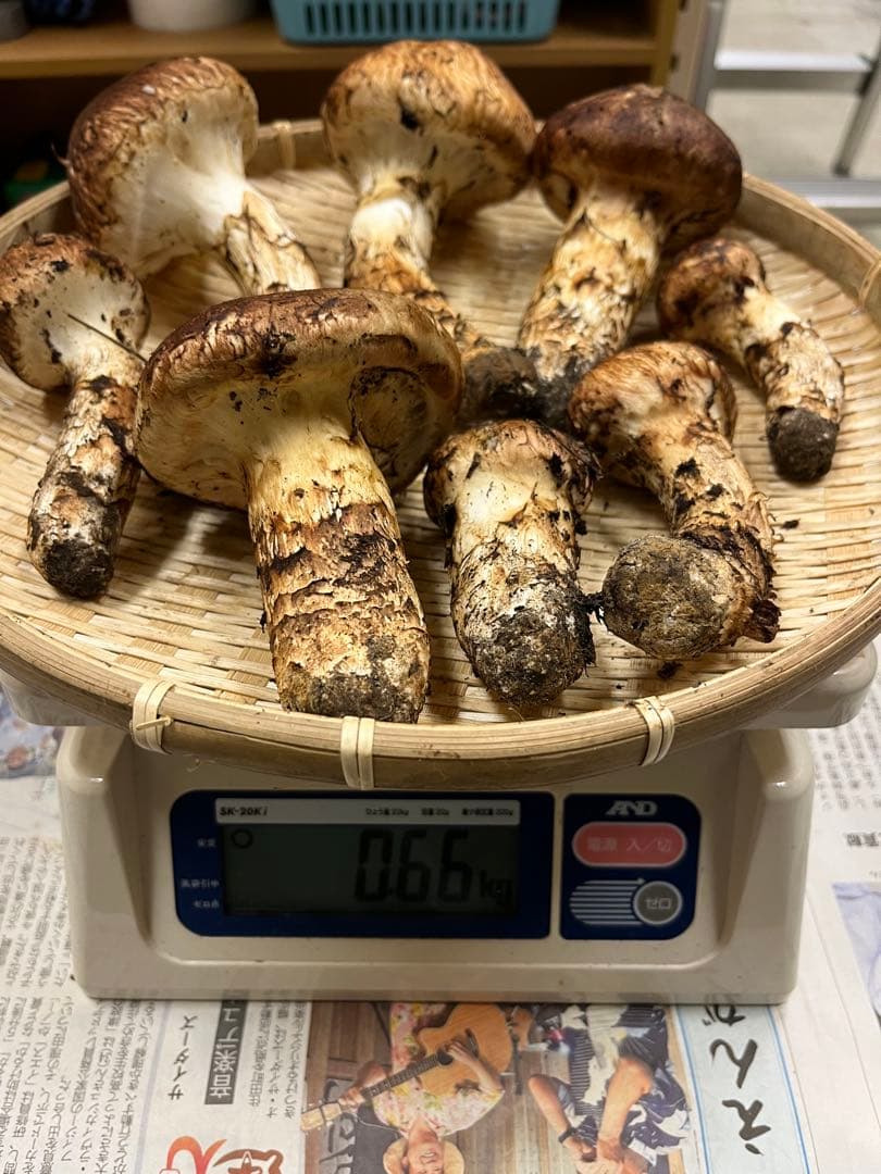 岩手県産松茸　良型　2 今期最終