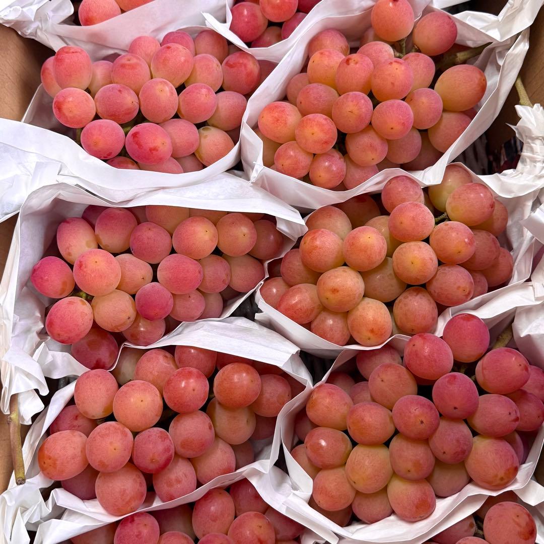 【山梨県限定品種】サンシャインレッド 5kg 【産地直送】