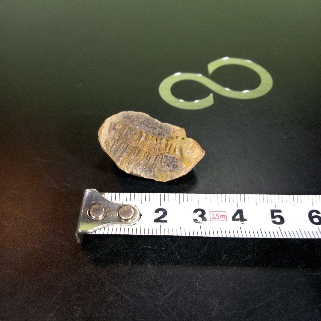三葉虫　化石　fossil　海　ボリビア産　trilobite　海生動物分類⑥