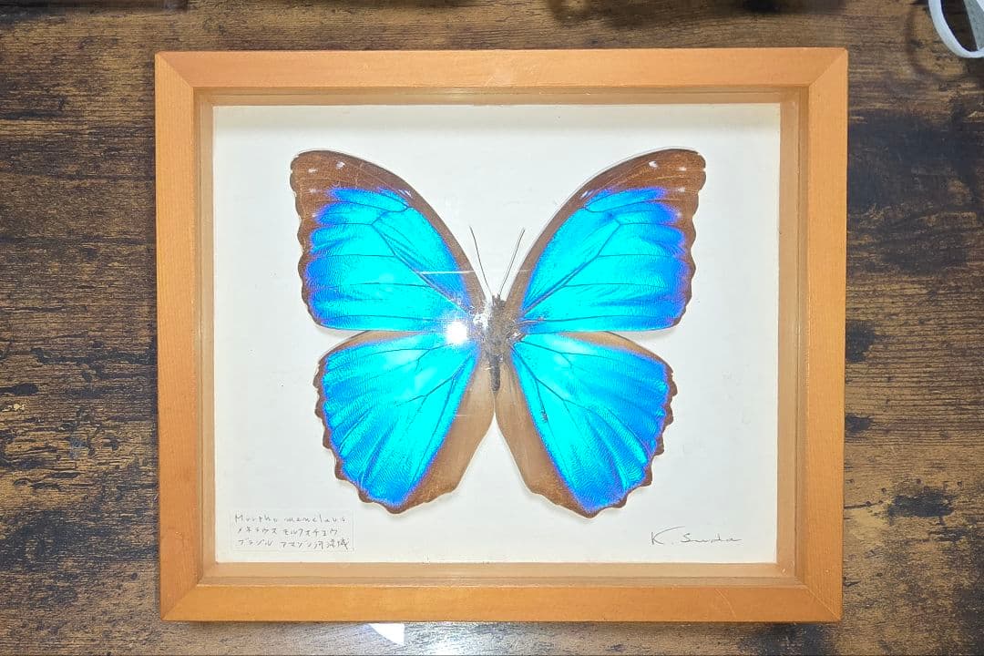 メネラウスモルフォ　蝶　昆虫標本　ビンテージ