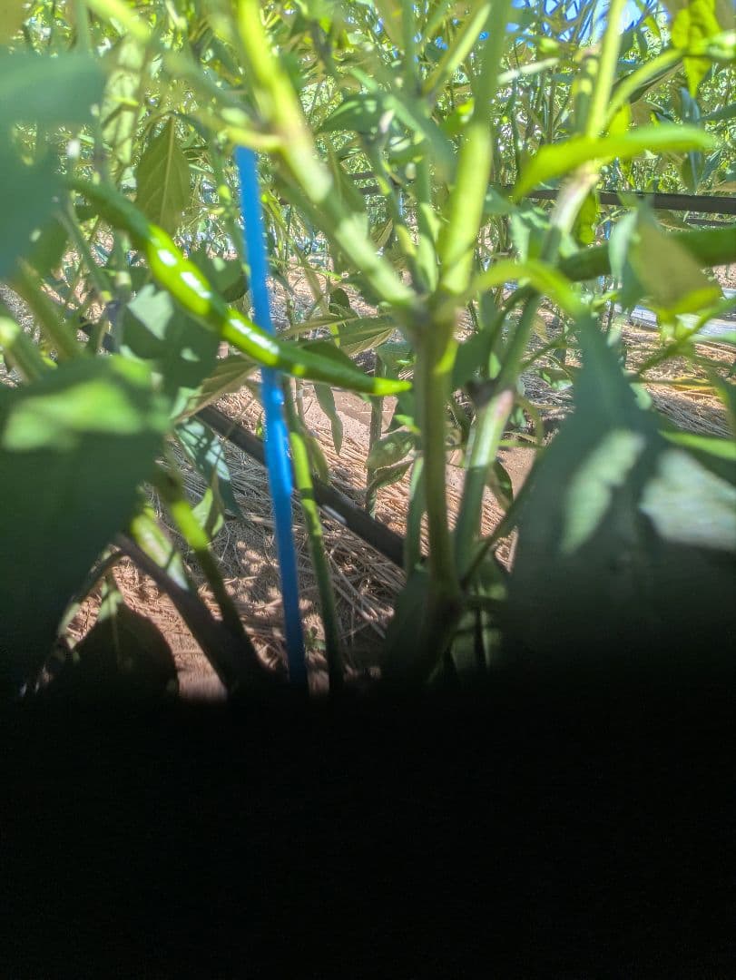 みおさん専用激辛青唐辛子10キロです。