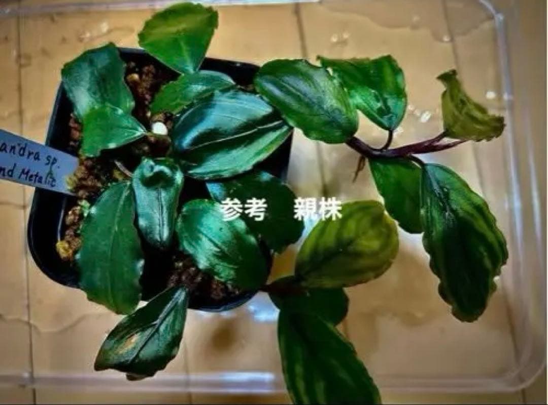 水草 Bucephalandra sp. Round llic