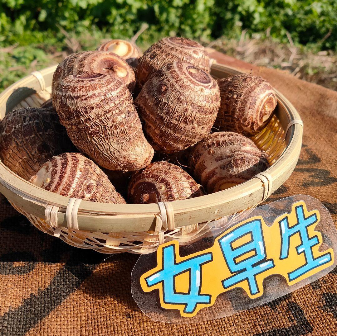 【栽培期間中農薬不使用】女早生 里芋 15kg
