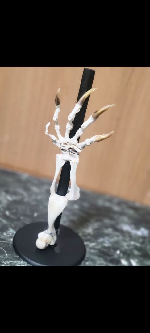 カミツキガメの腕　骨格標本