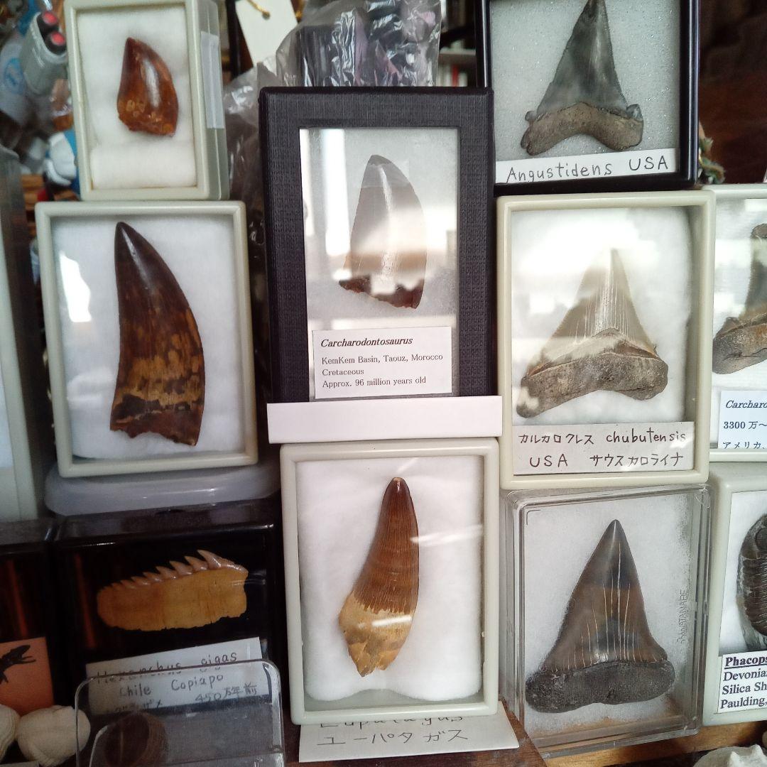 化石標本　絶滅種ワニ類　 ディロサウルス　極美麗