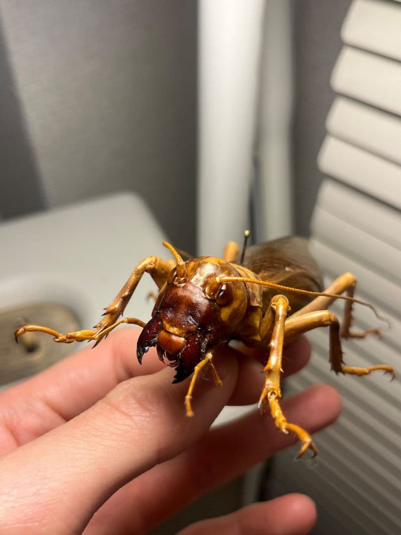 【特大極美】リオック Sia ferox コロギス 昆虫標本デュビアタランチュラ