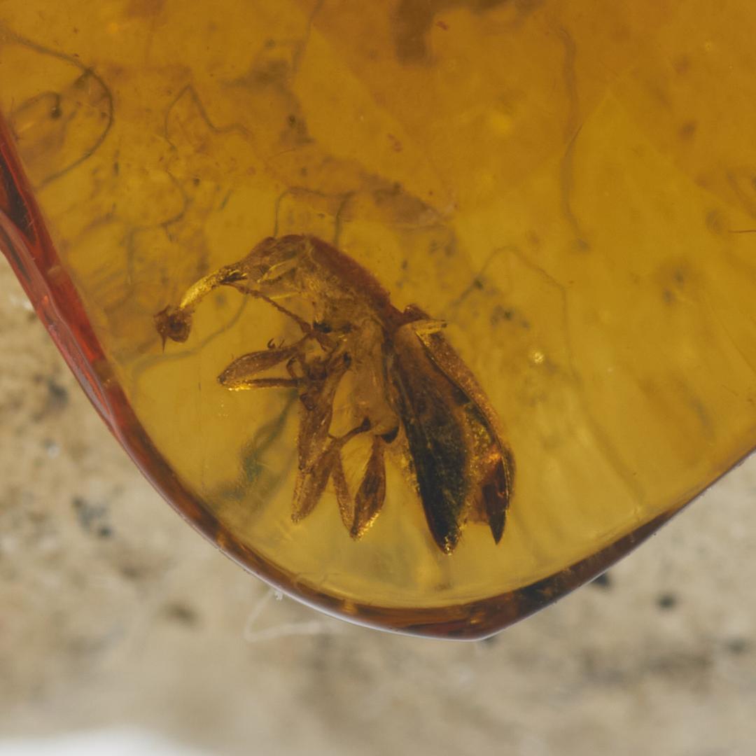 レア極上品 PA0035虫入り琥珀化石　ミャンマーカムティかタナイ9900万年前