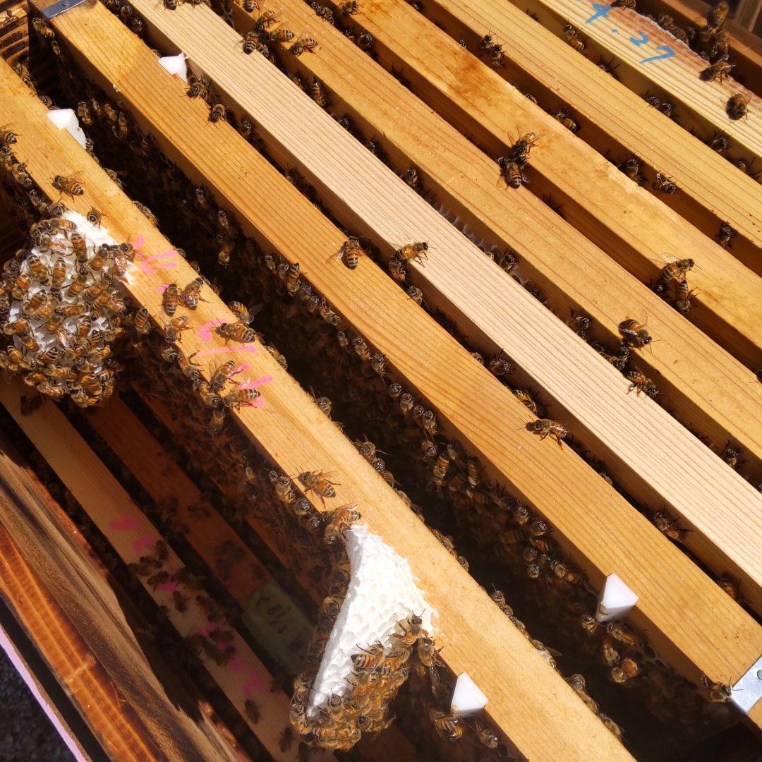 国産純粋百花はちみつ【1200グラム2本】無添加 　非加熱生蜂蜜