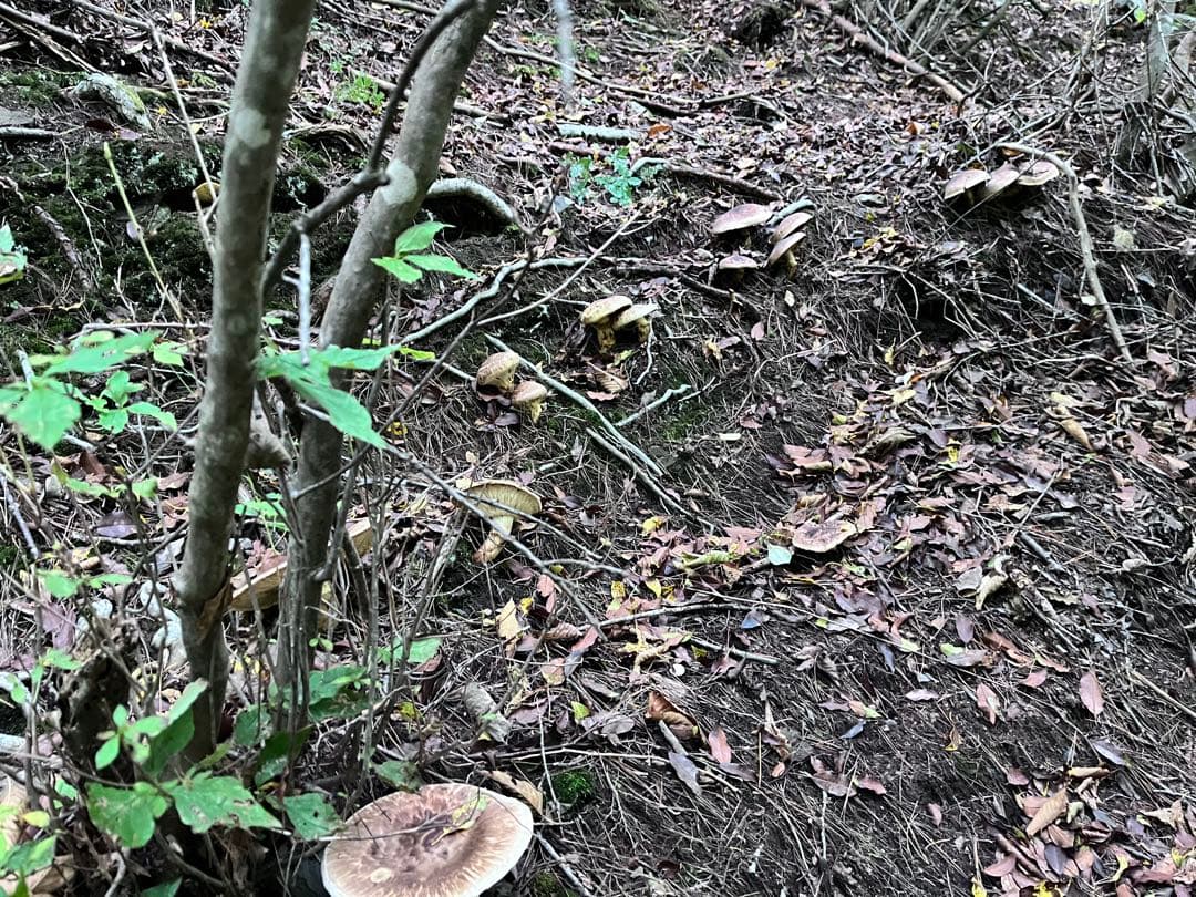 信州上伊那産　松茸③ 213g