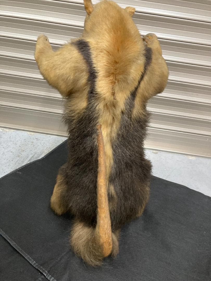 大幅値下げ‼️【超希少】ミナミコアリクイの剥製　美品