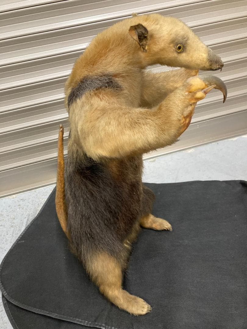 大幅値下げ‼️【超希少】ミナミコアリクイの剥製　美品